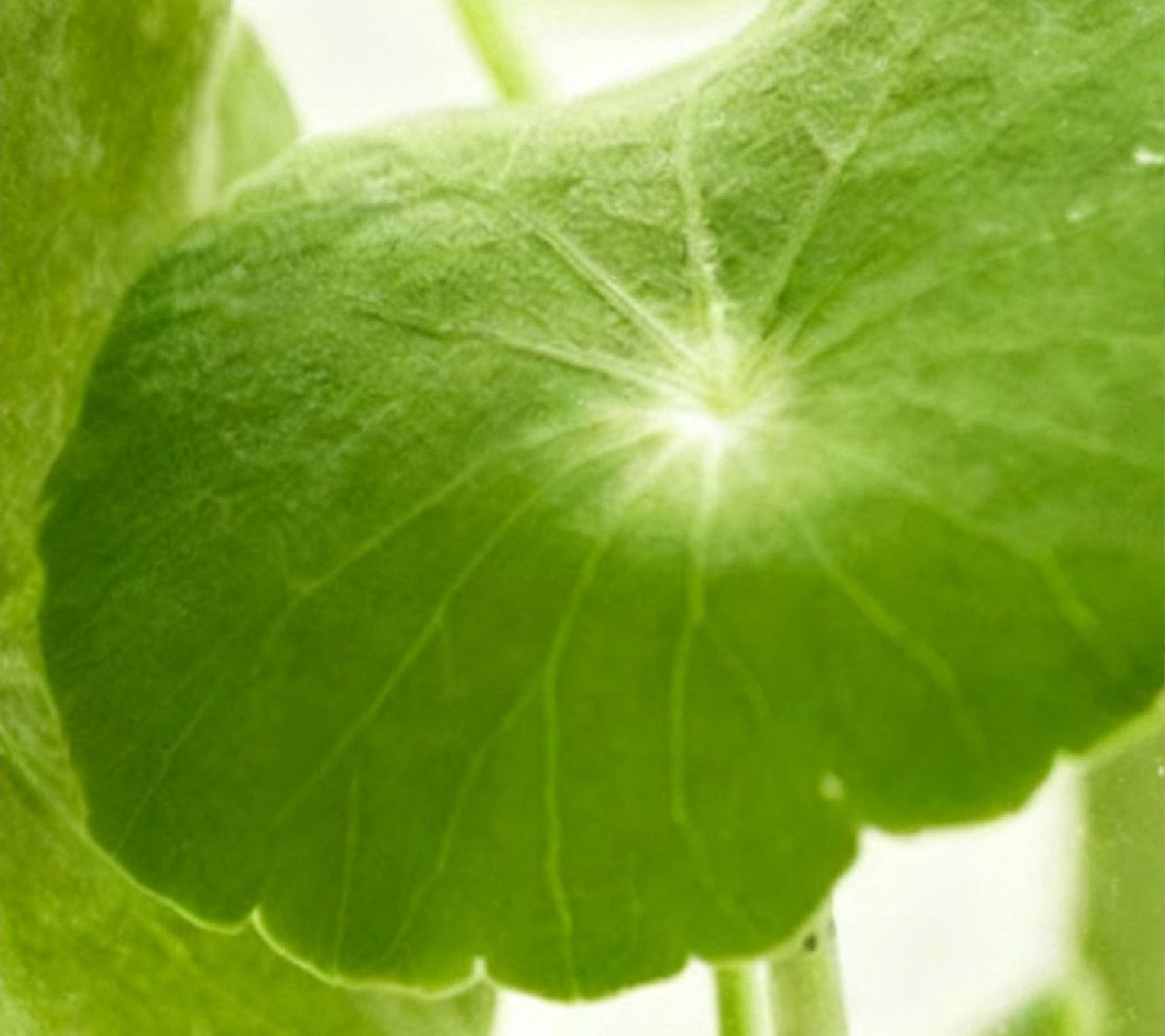 Centella Asiatica