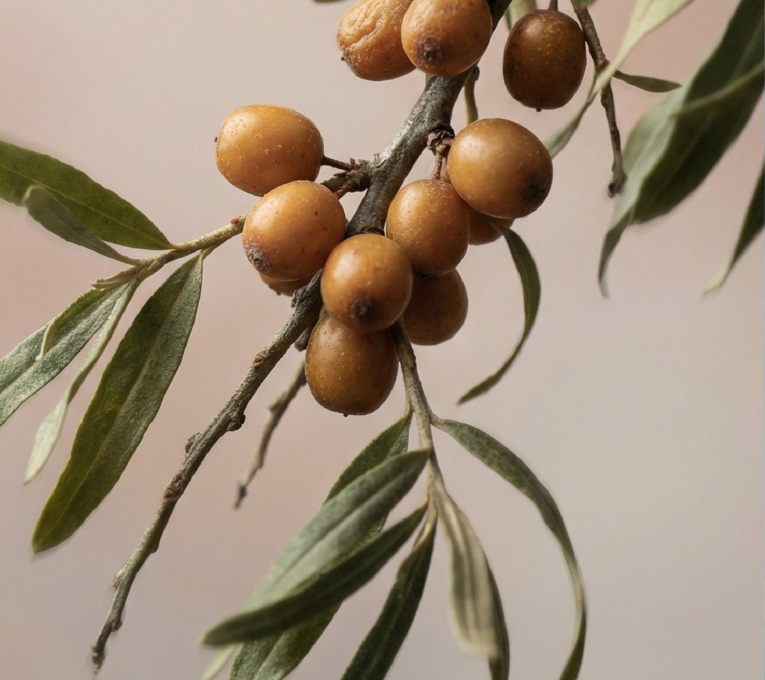 Sea Buckthorn Oil
